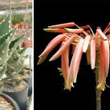 Aloe distans (South Africa) available 10.5cm and 12cm Ø